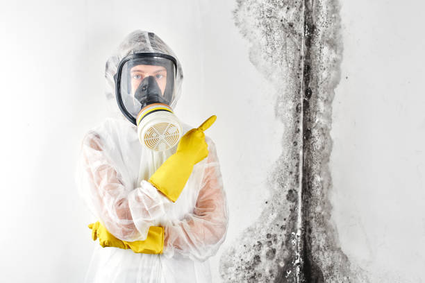 Best Black Mold Removal  in Elkton, MD