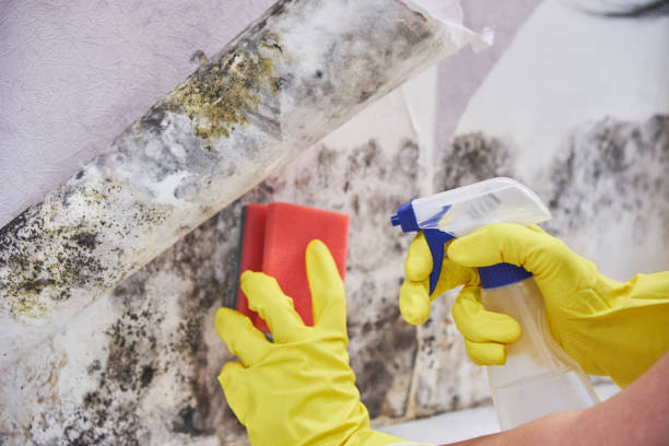 Best Emergency Mold Remediation  in Elkton, MD